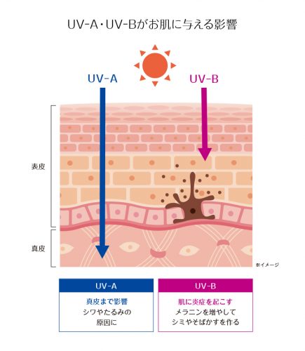 UV-A・UV-Bがお肌に与える影響