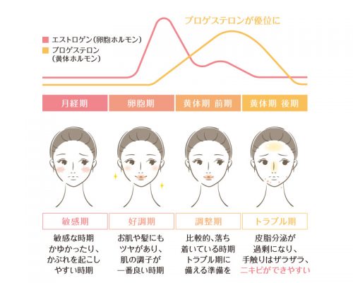 女性ホルモンの分泌量のグラフ