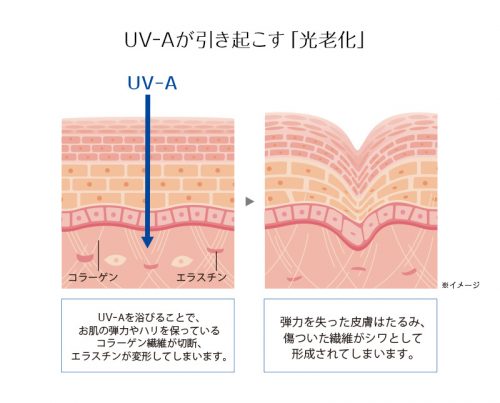 UV-Aが引き起こす光老化